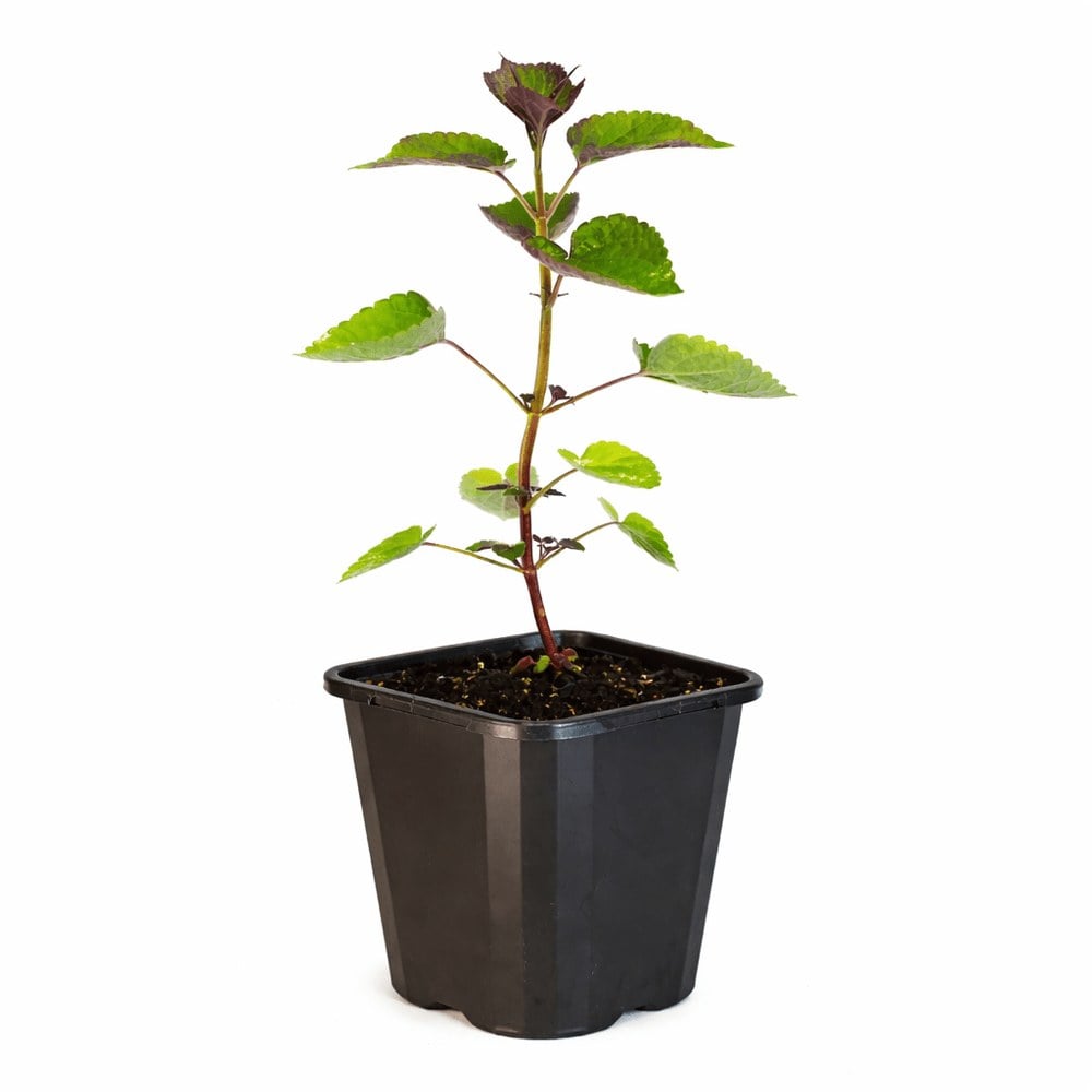 Anise Hyssop