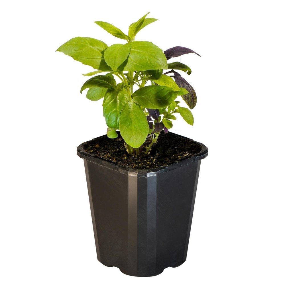 Basil Gourmet Blend
