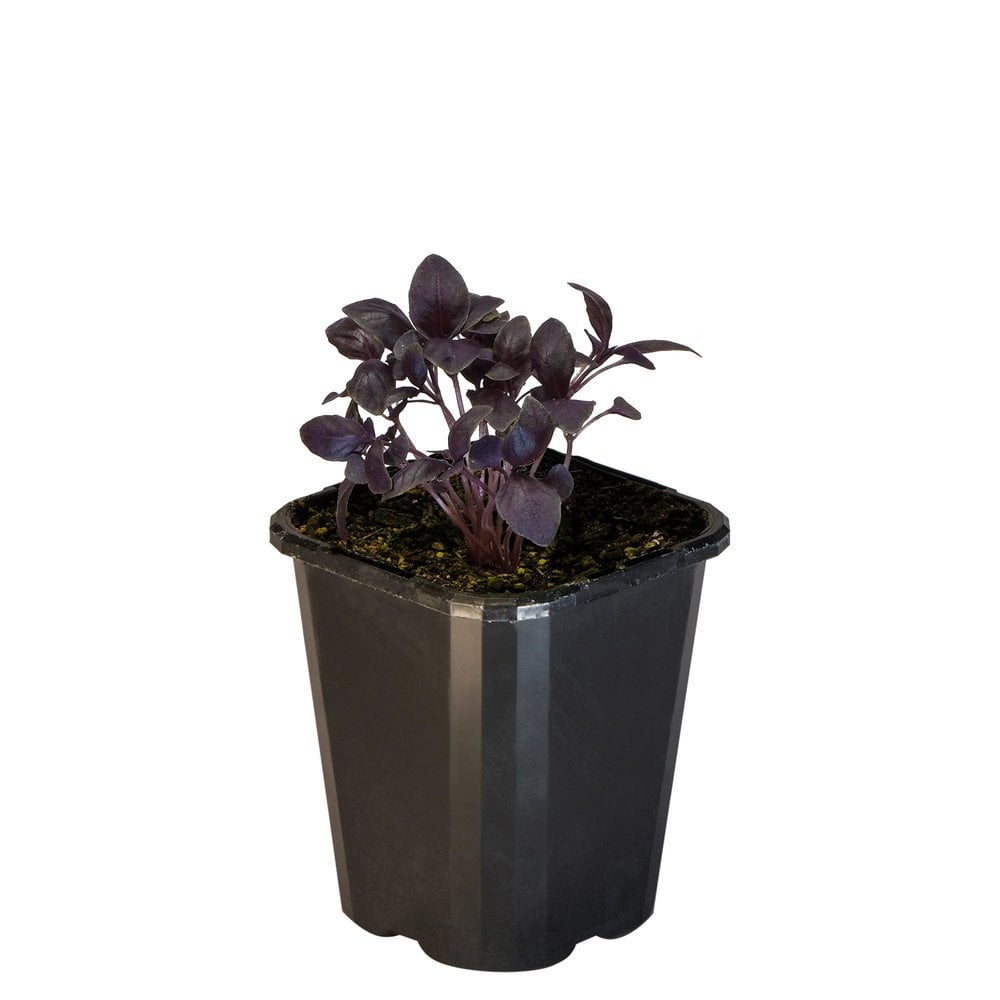 Basil Dark Opal