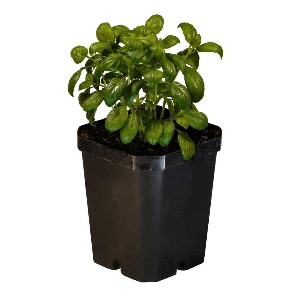 Basil Emerald Towers