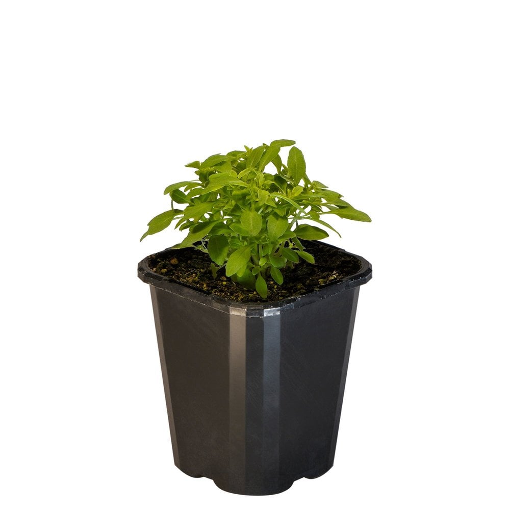Basil Greek Mini
