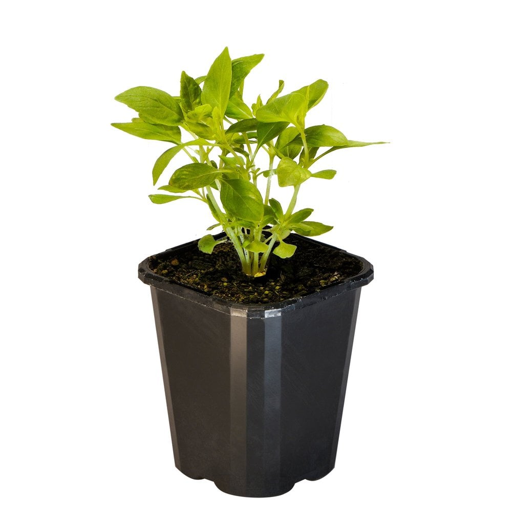 Basil Mrs Burns Lemon
