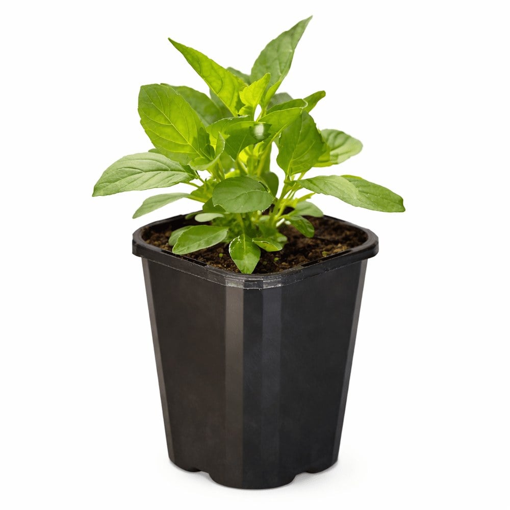 Basil Sacred/Holy