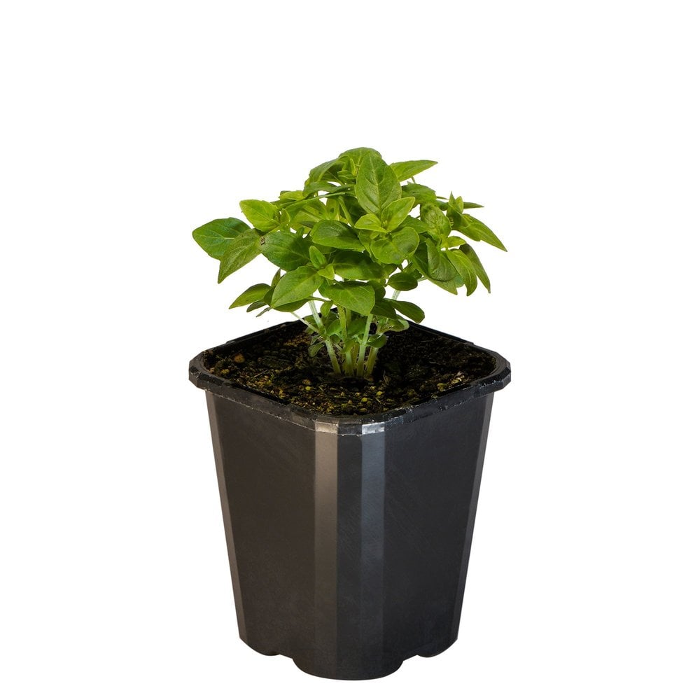 Basil Spicy Globe