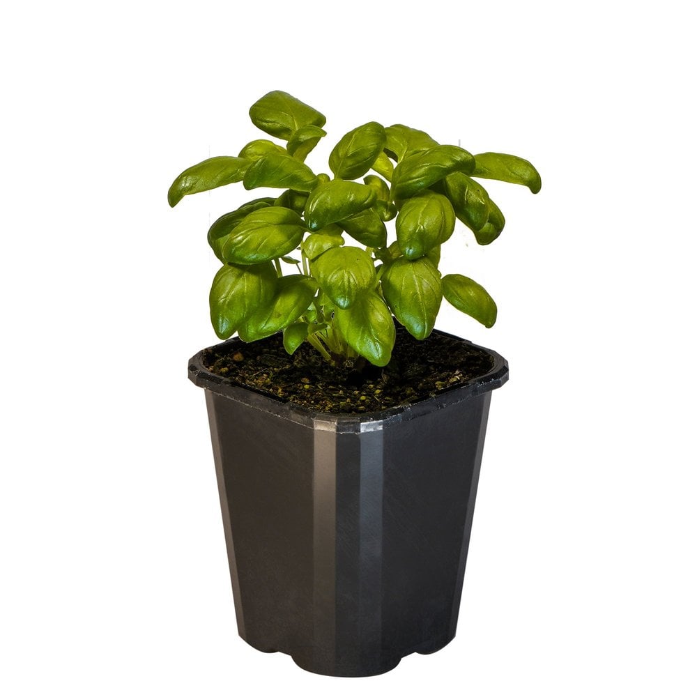 Basil Sweet