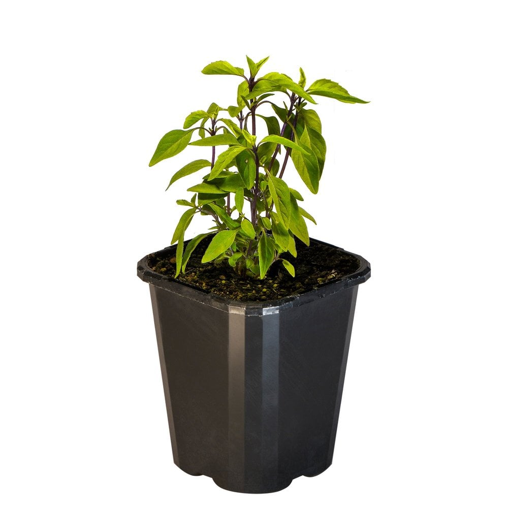 Basil Thai