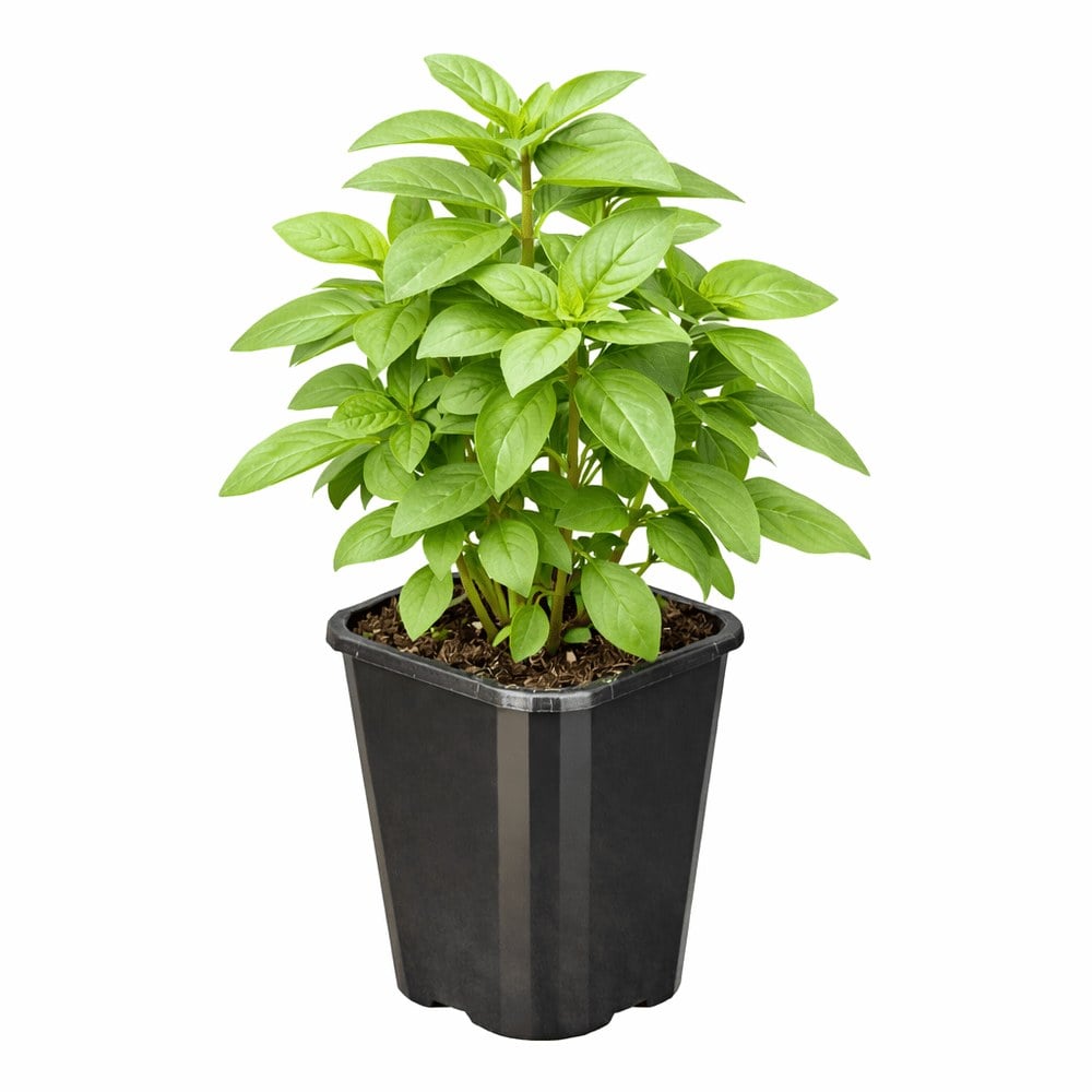 Basil Thai Towers