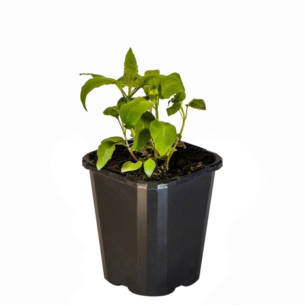 Bergamot Bee Balm