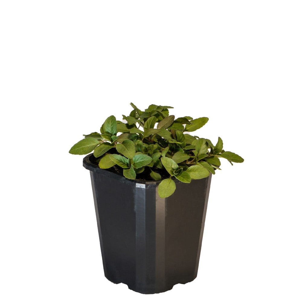 Bergamot Lemon