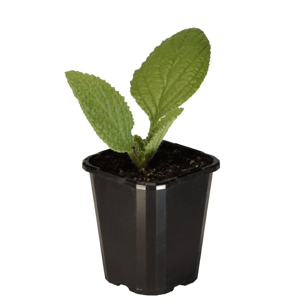 Borage