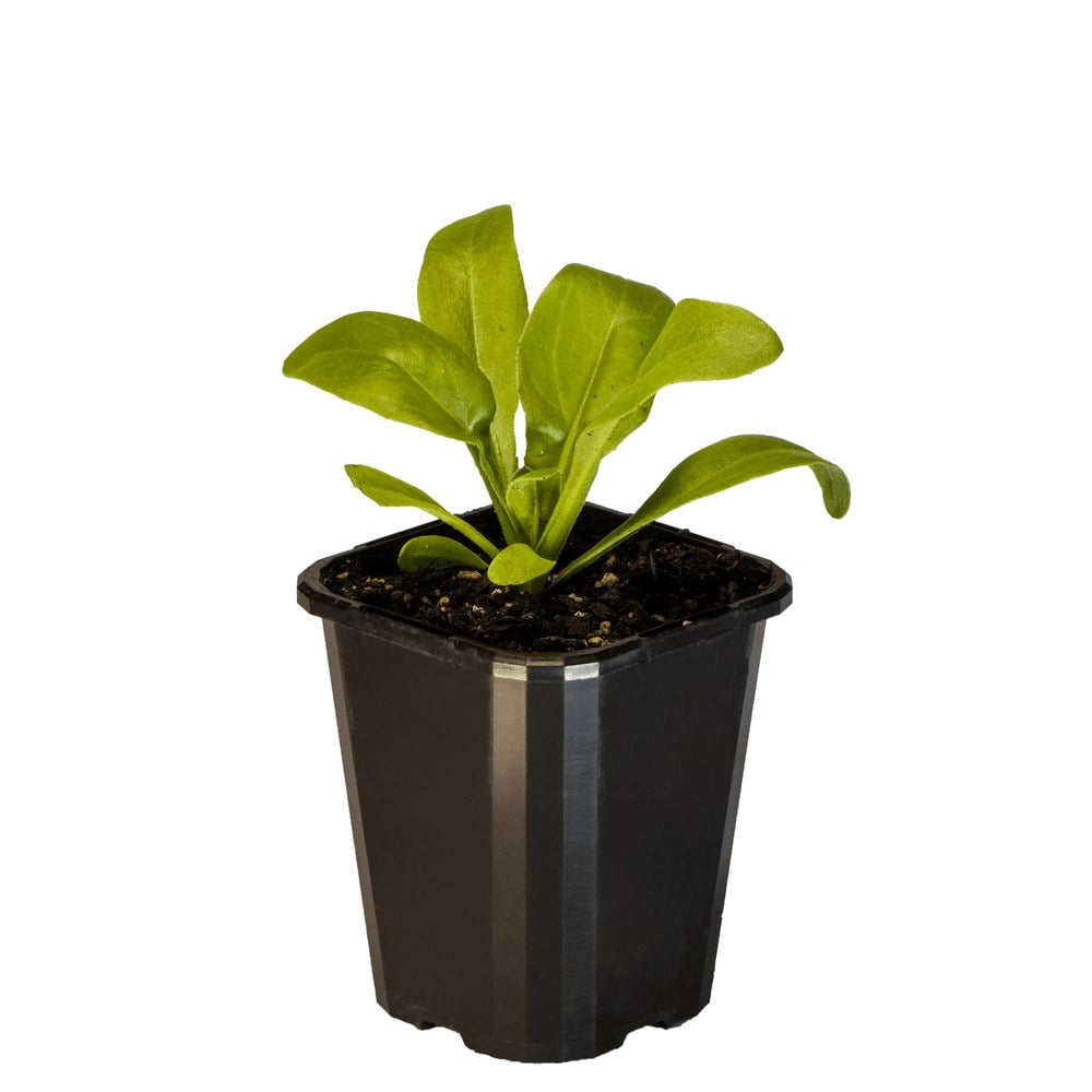 Calendula Dwarf