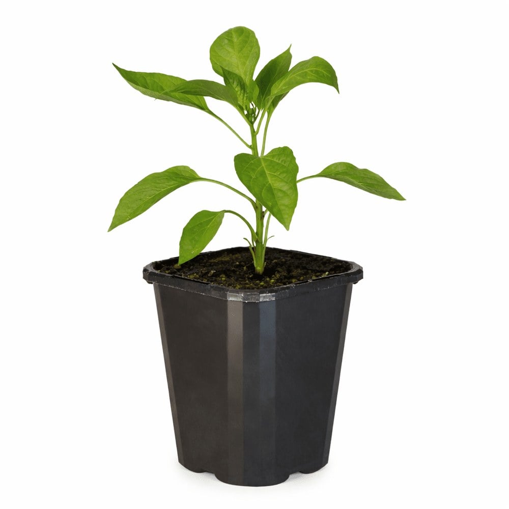 Capsicum - Golden