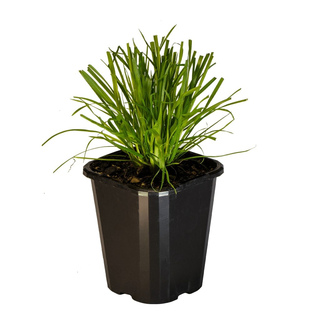 Catgrass
