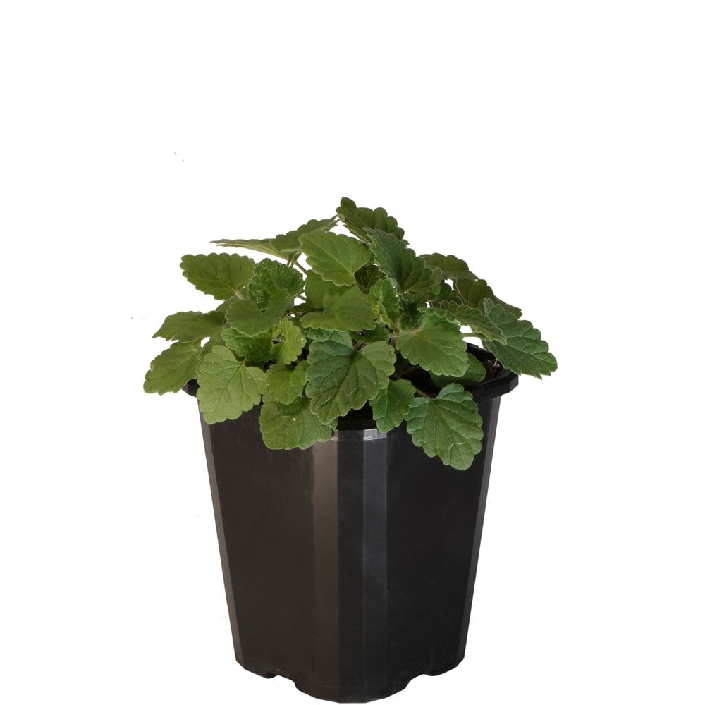 Catnip