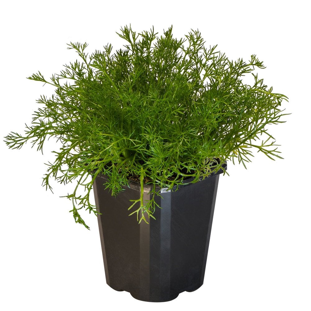 Chamomile Lawn