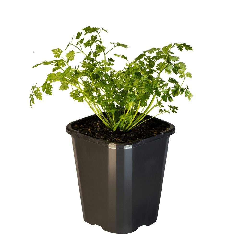 Chervil