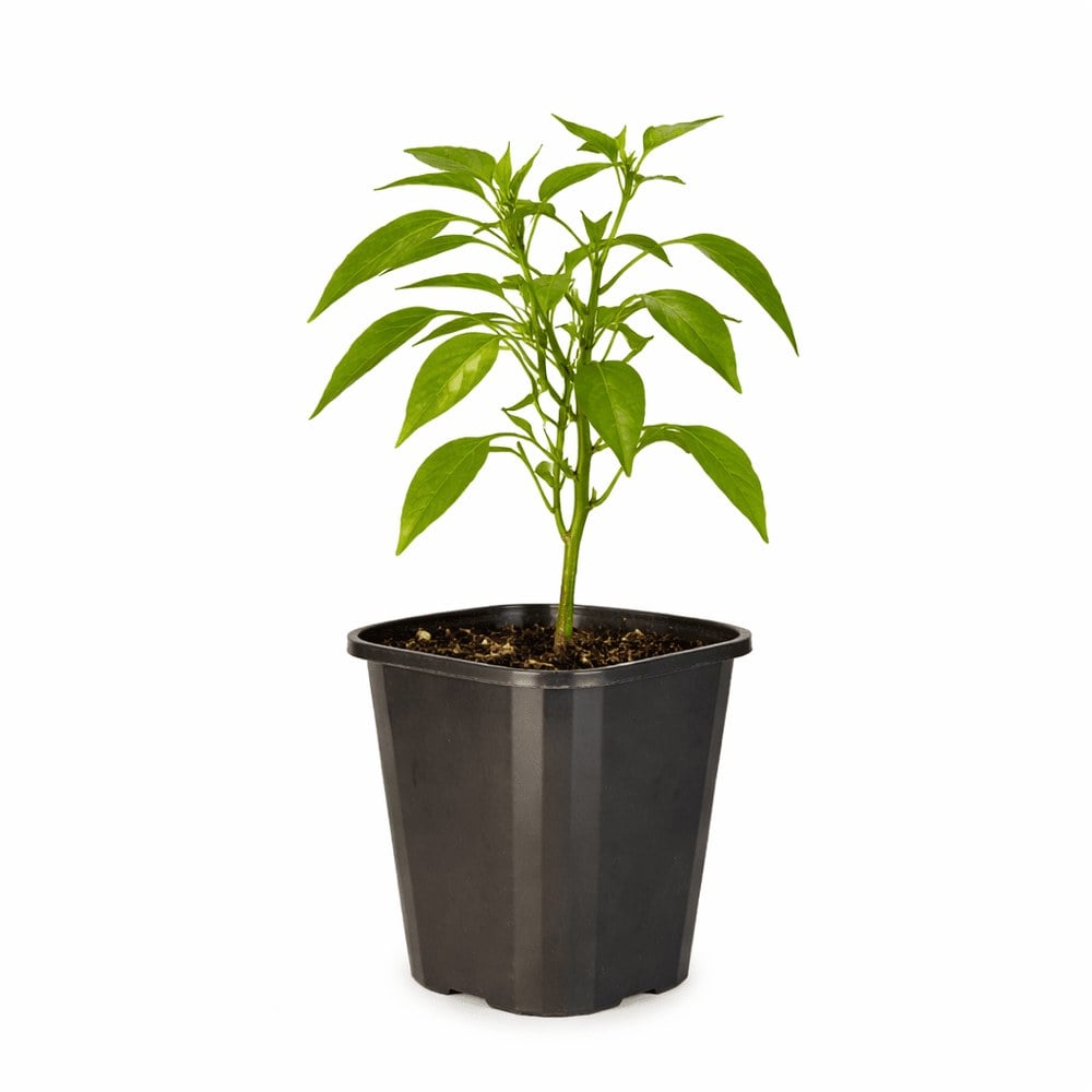 Chilli Cayenne