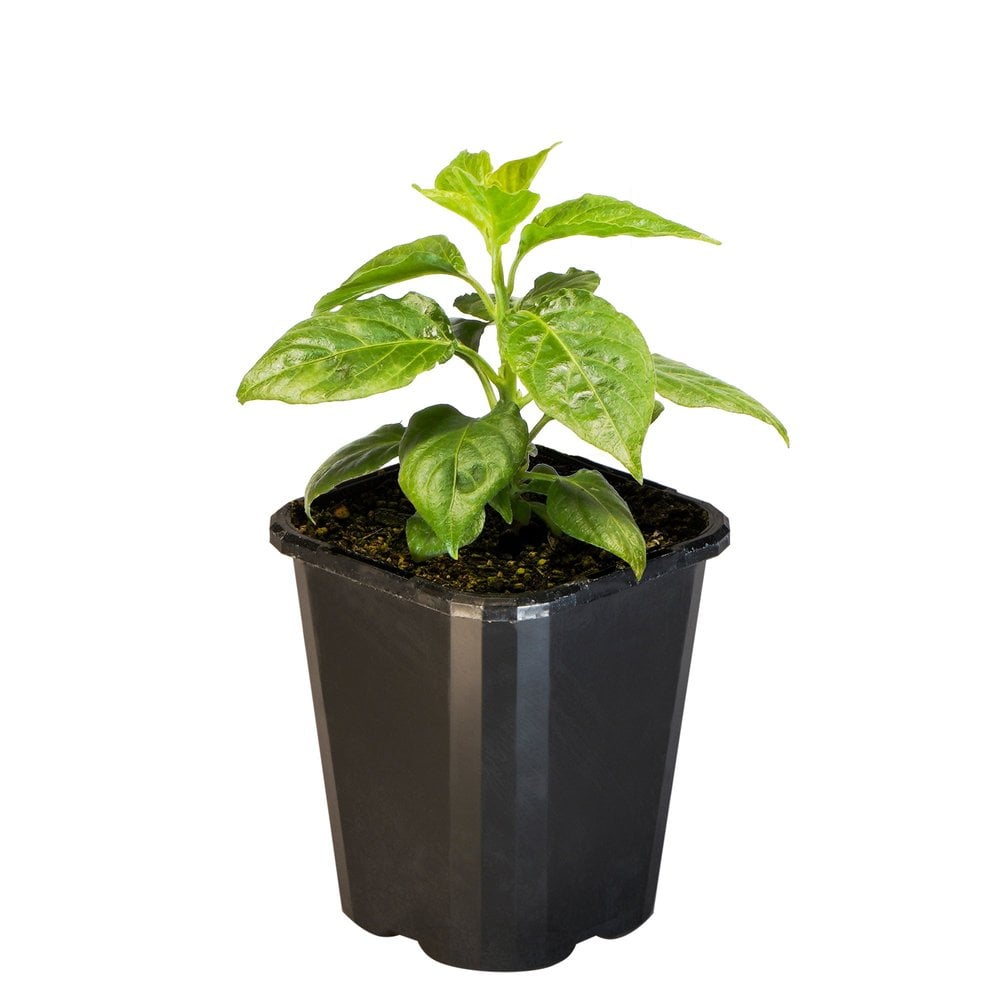 Chilli Habanero