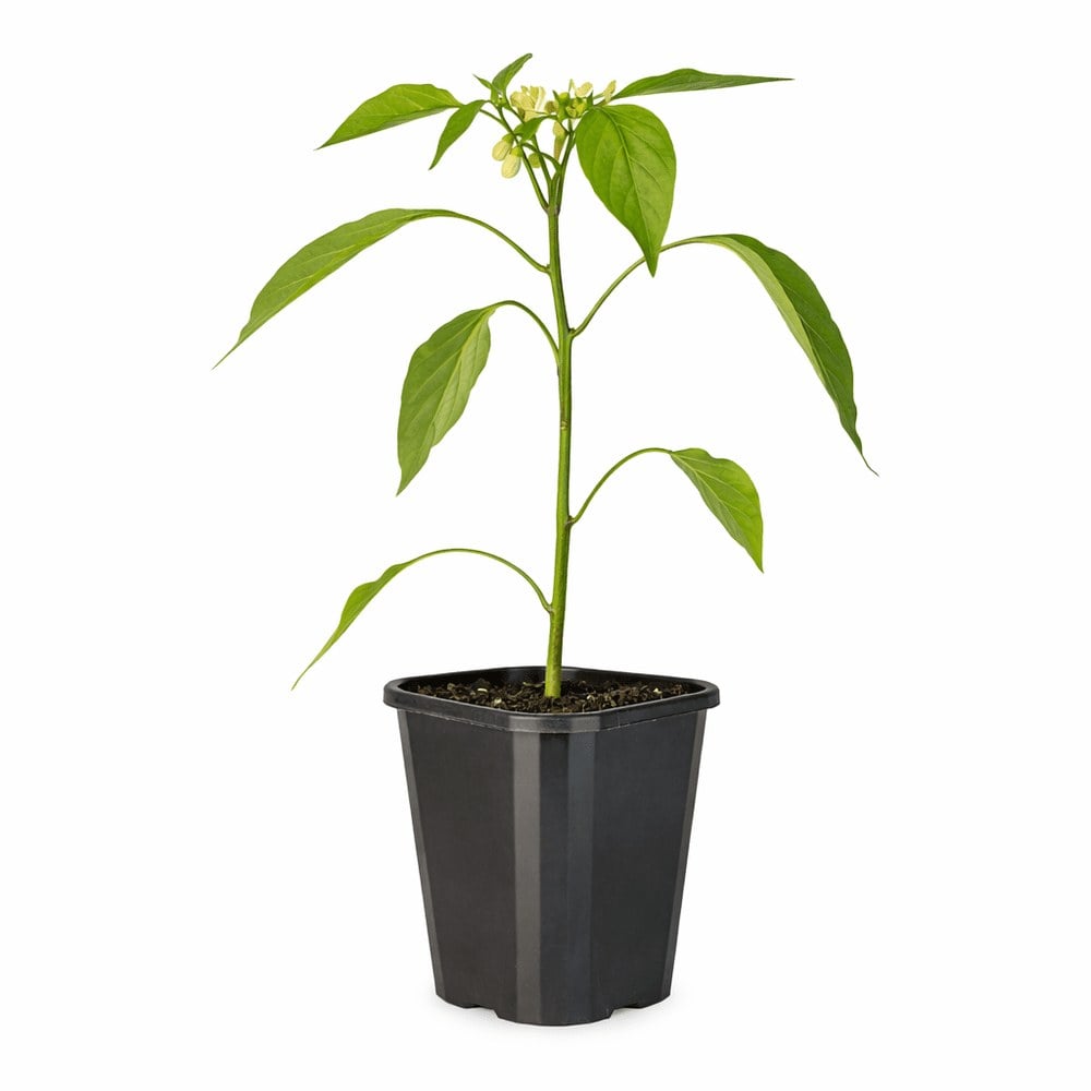 Chilli Hungarian
