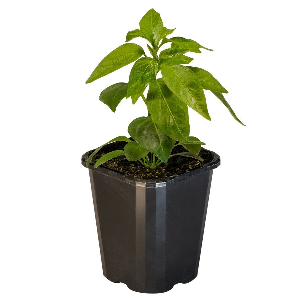 Chilli Jalapeno