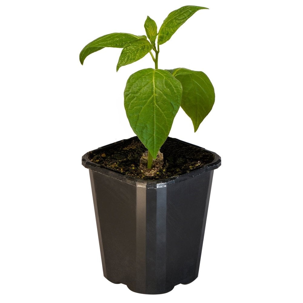 Chilli Rocoto