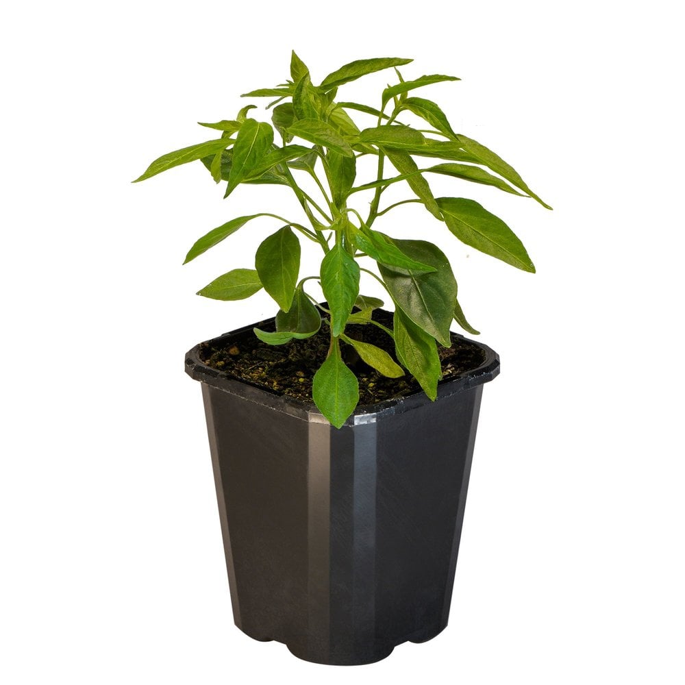 Chilli Serrano