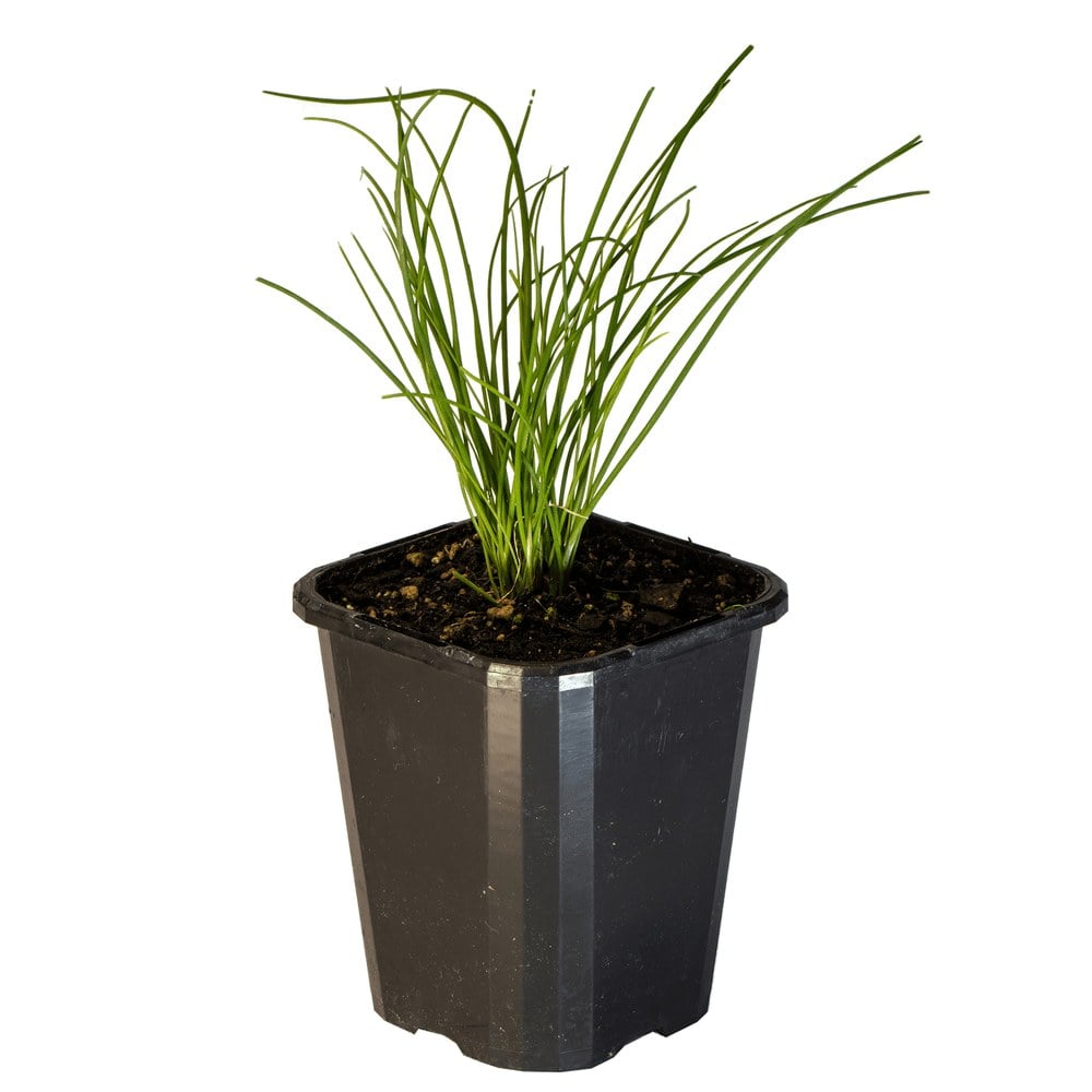 Chives