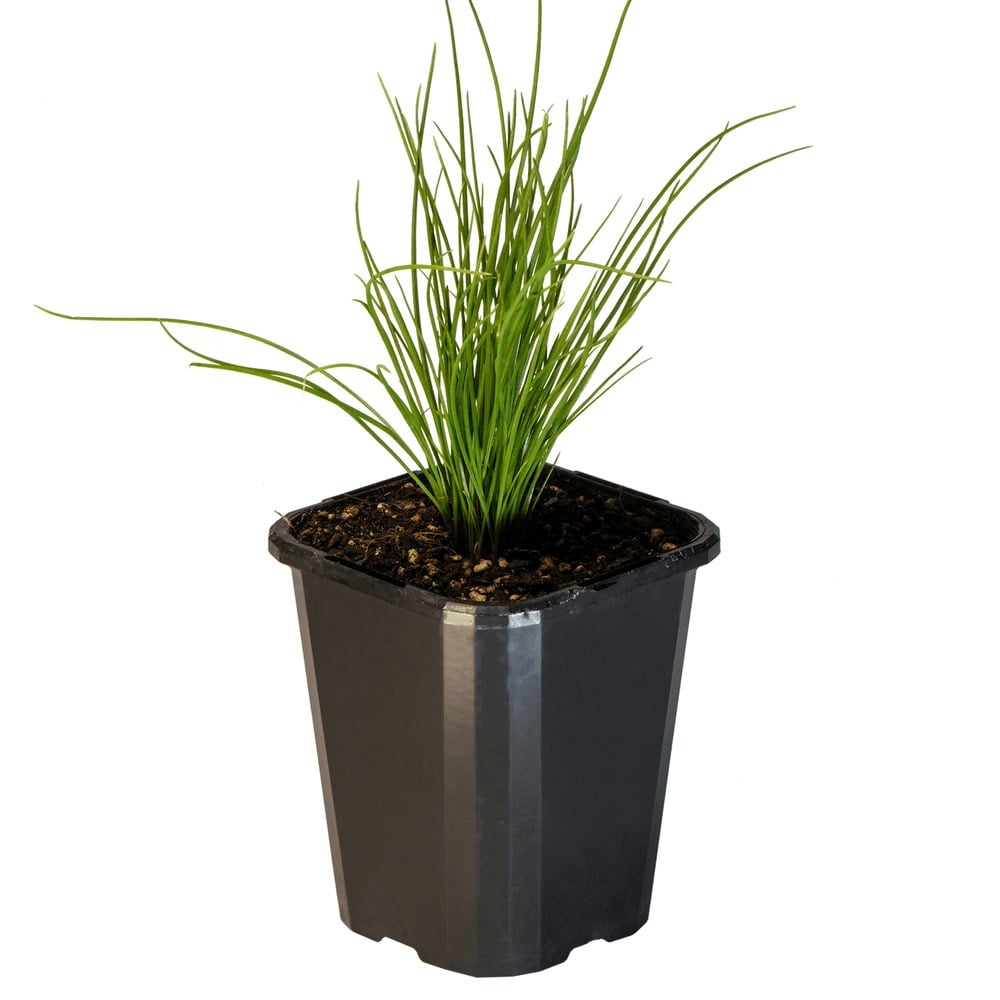 Chives Garlic