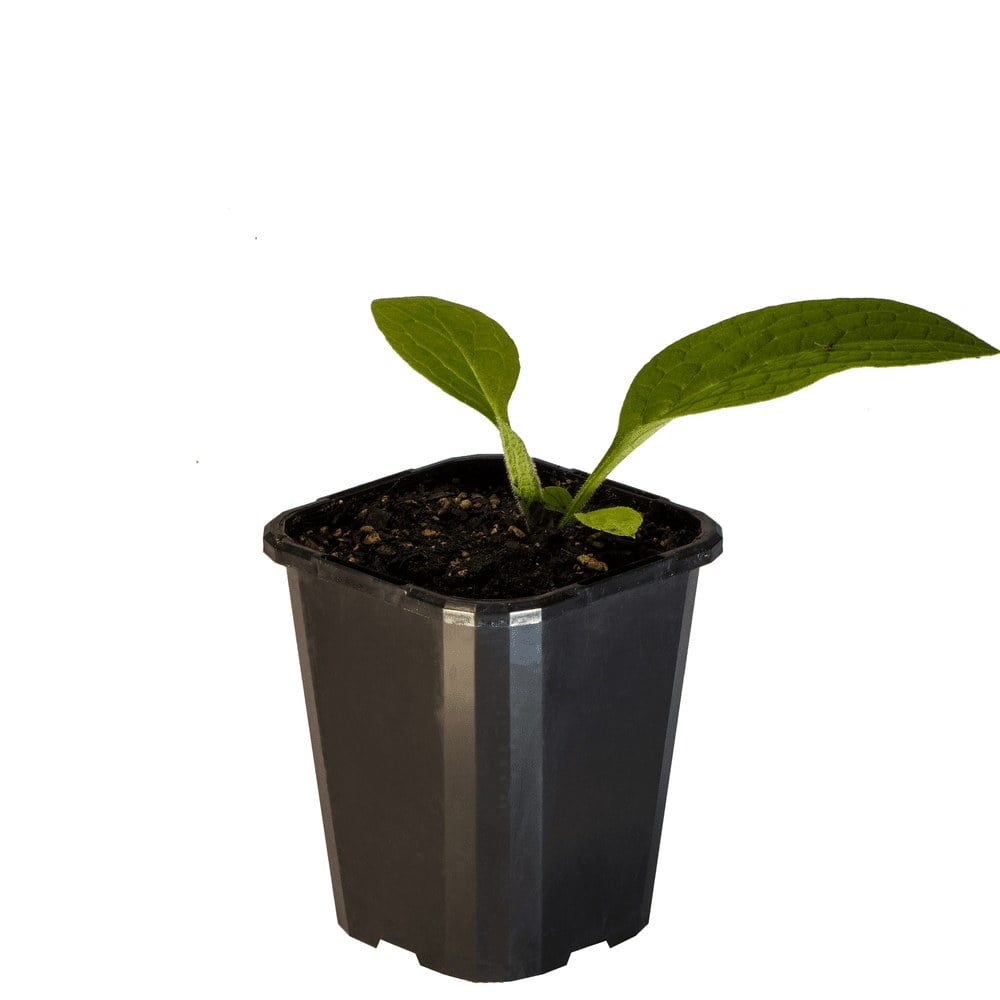 Comfrey