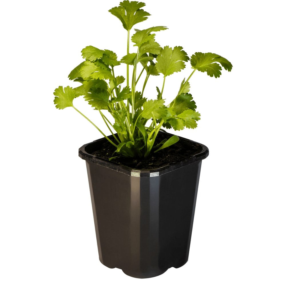 Coriander