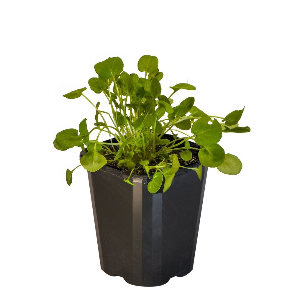 Cress American Upland
