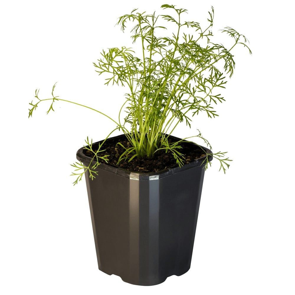 Dill