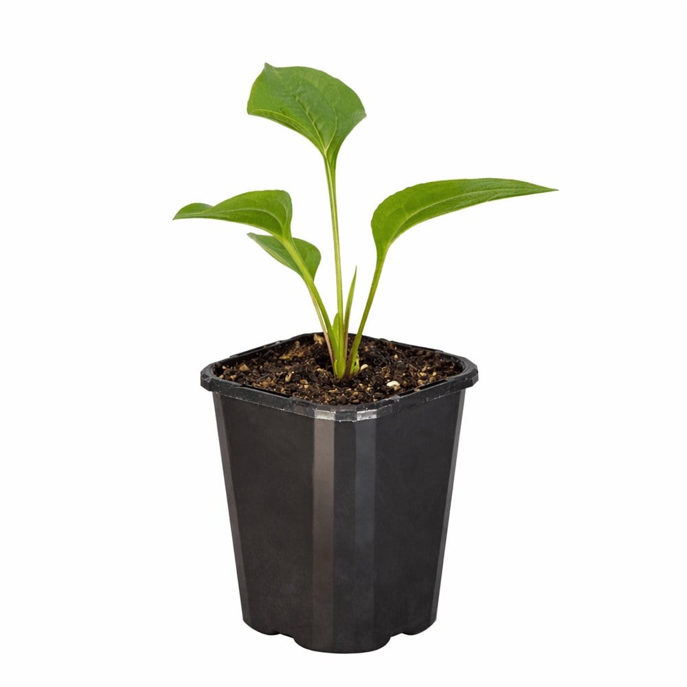 Echinacea