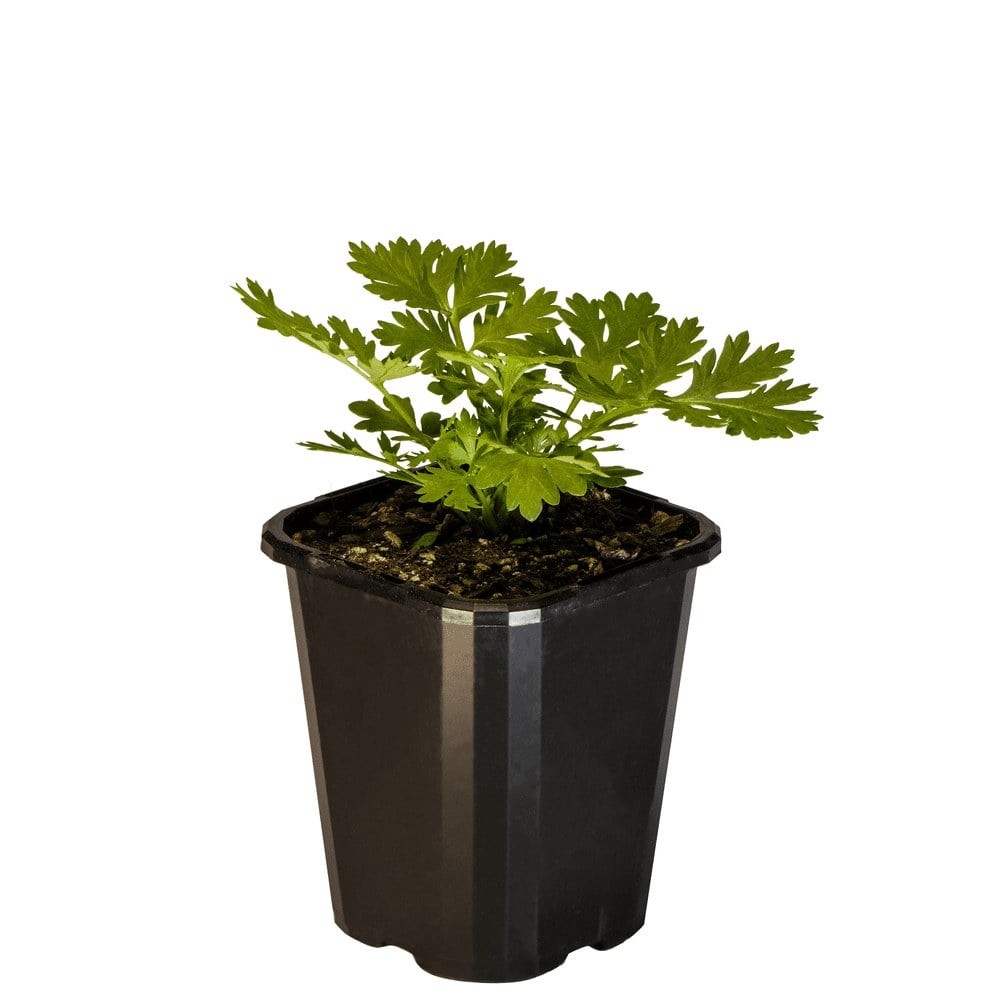 Feverfew