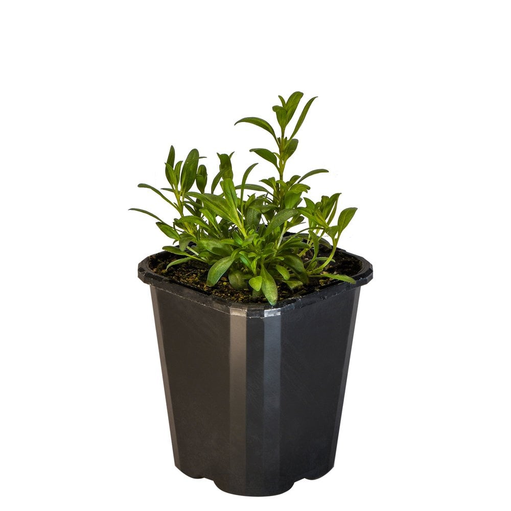 Hyssop
