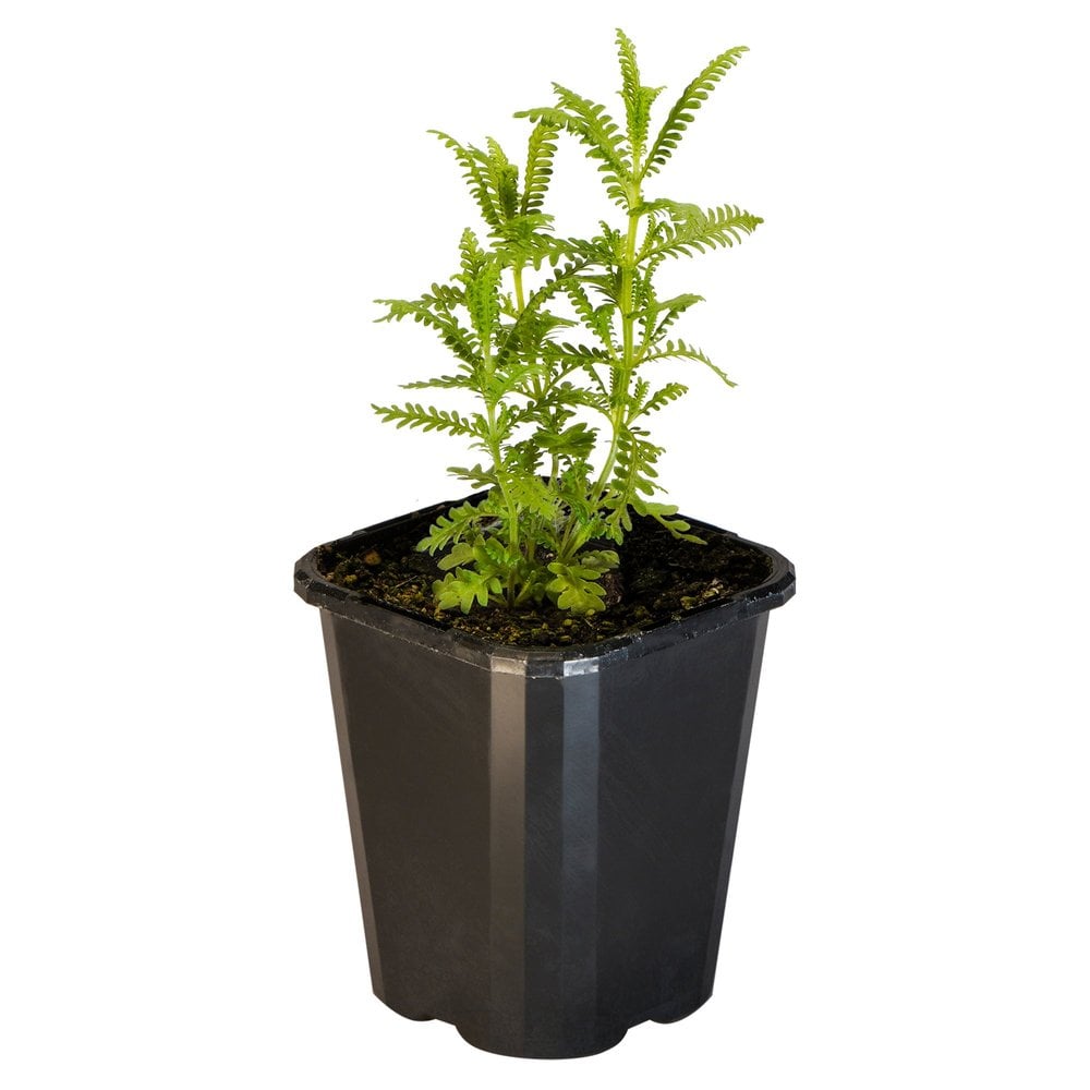 Lavender Dentata