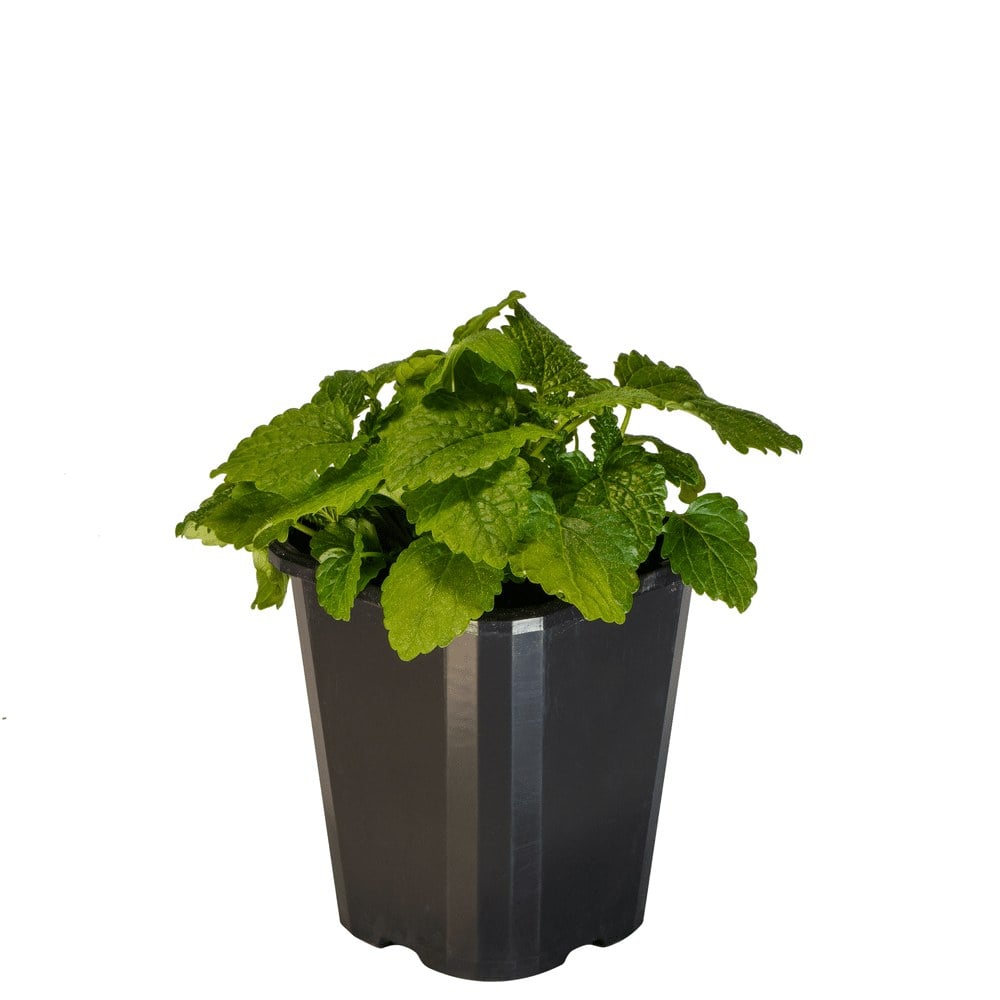 Lemon Balm