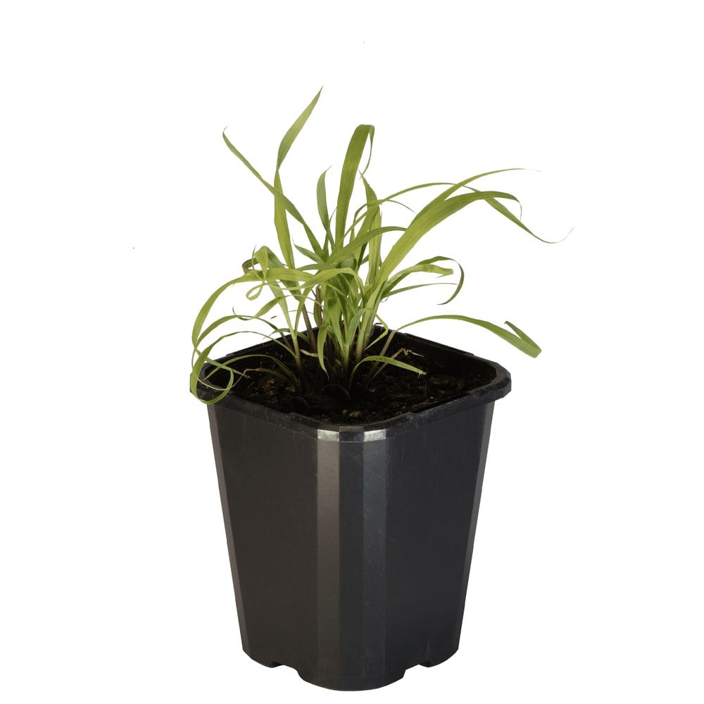 Lemon Grass