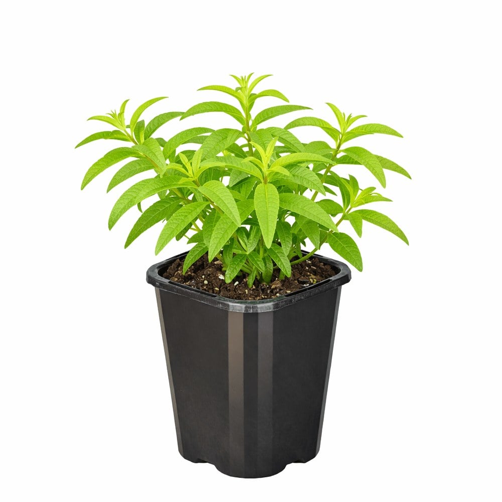 Lemon Verbena