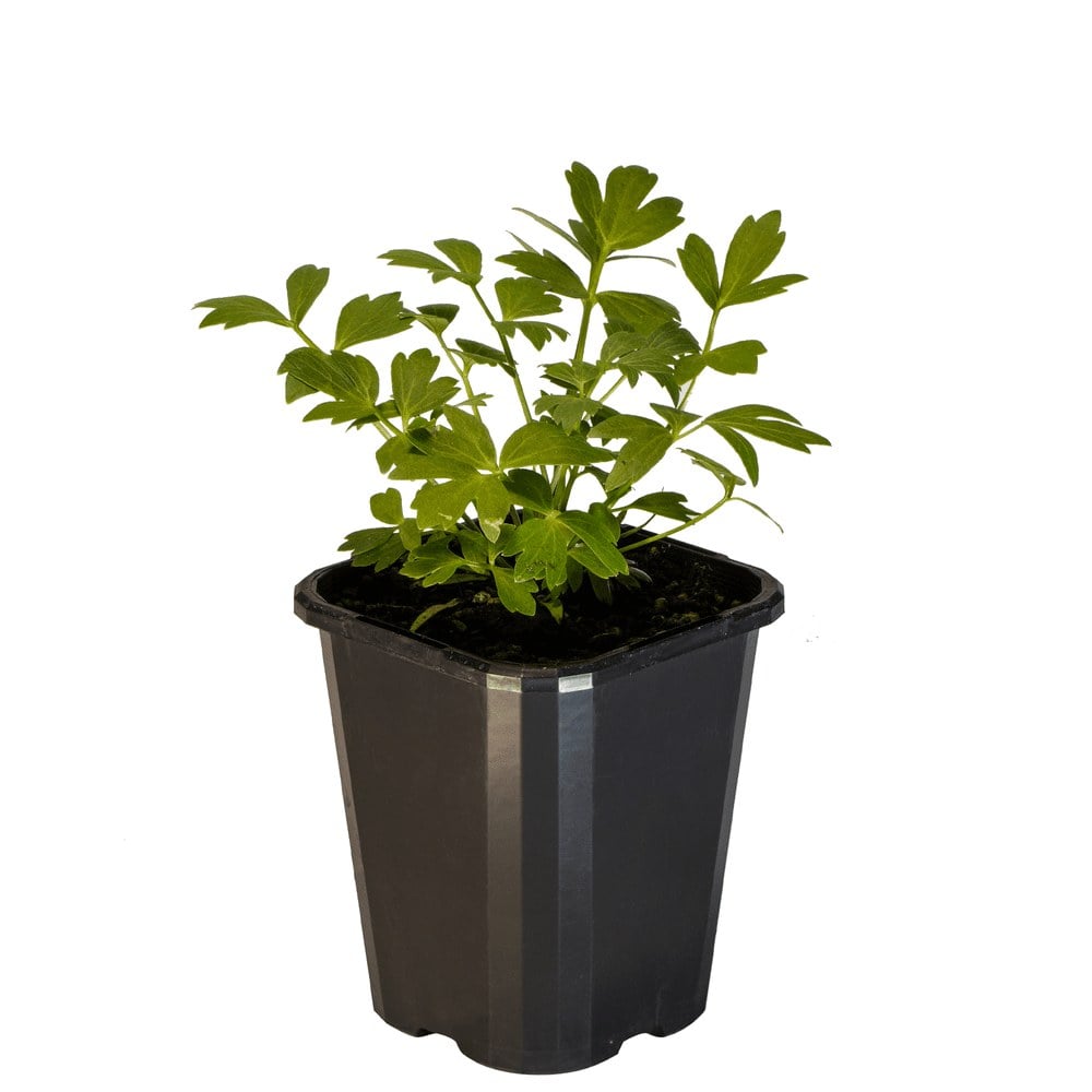 Lovage