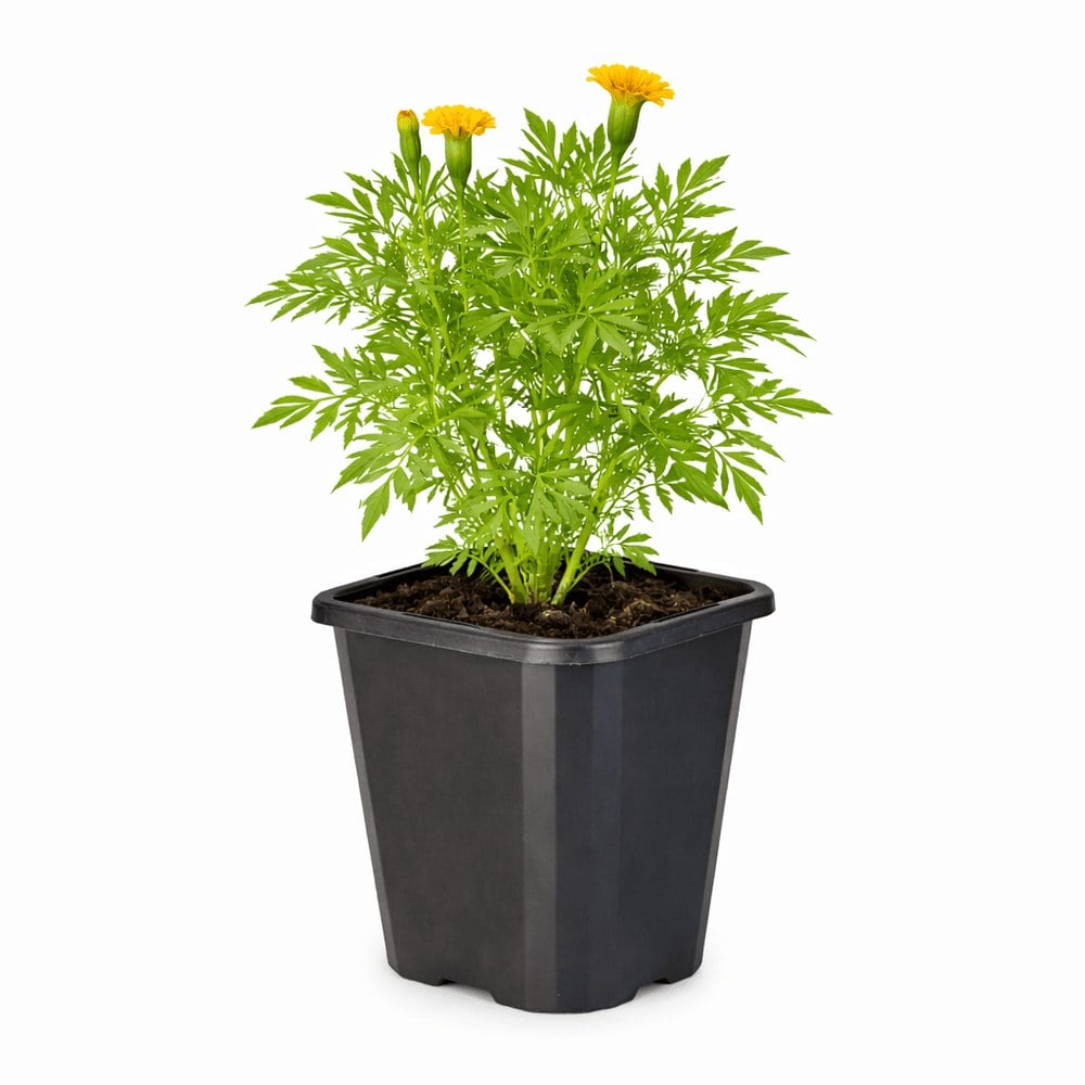Marigold Starfire