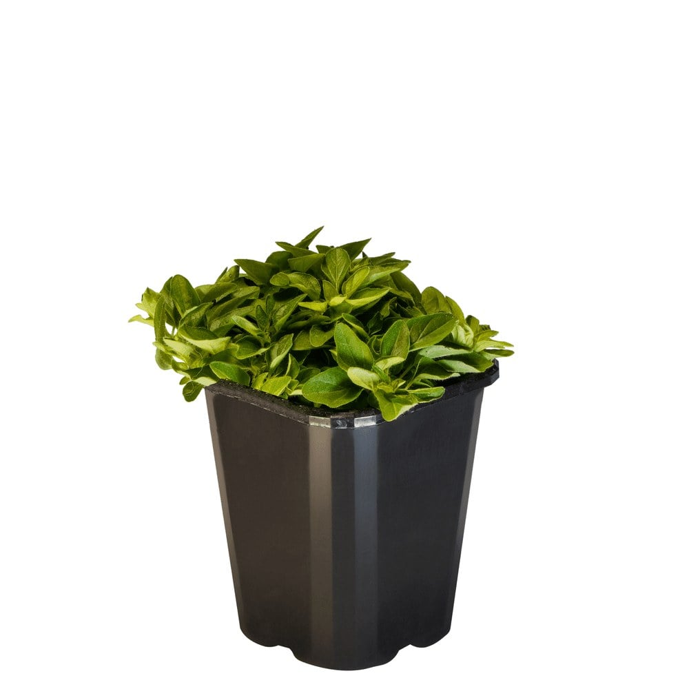 Marjoram Acorn Bank