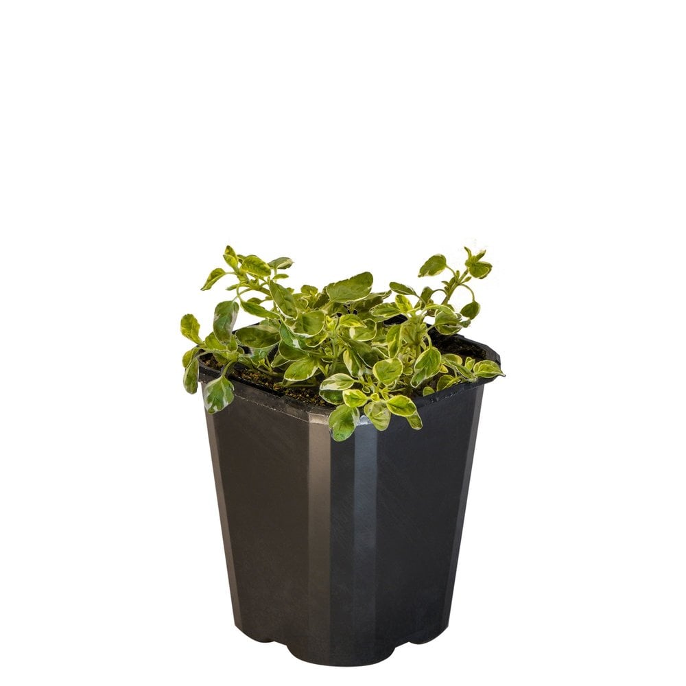 Marjoram Country Cream