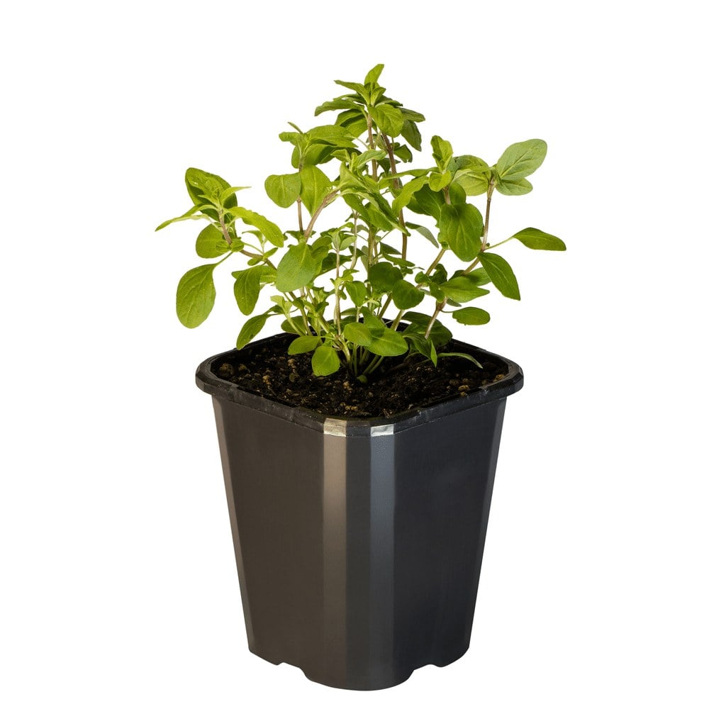 Marjoram Sweet