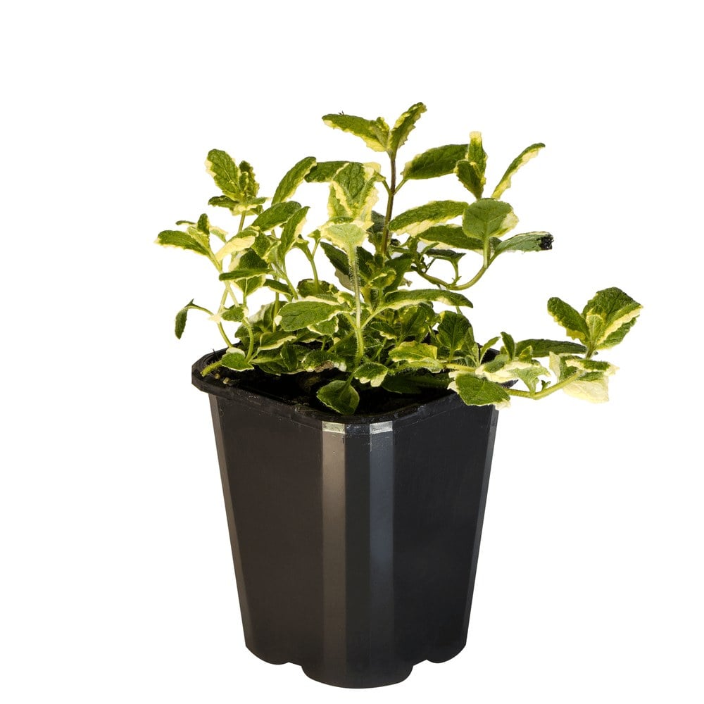 Mint Apple Varigated