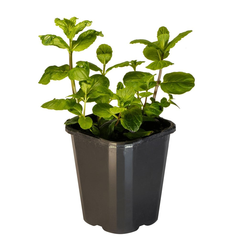 Mint Common