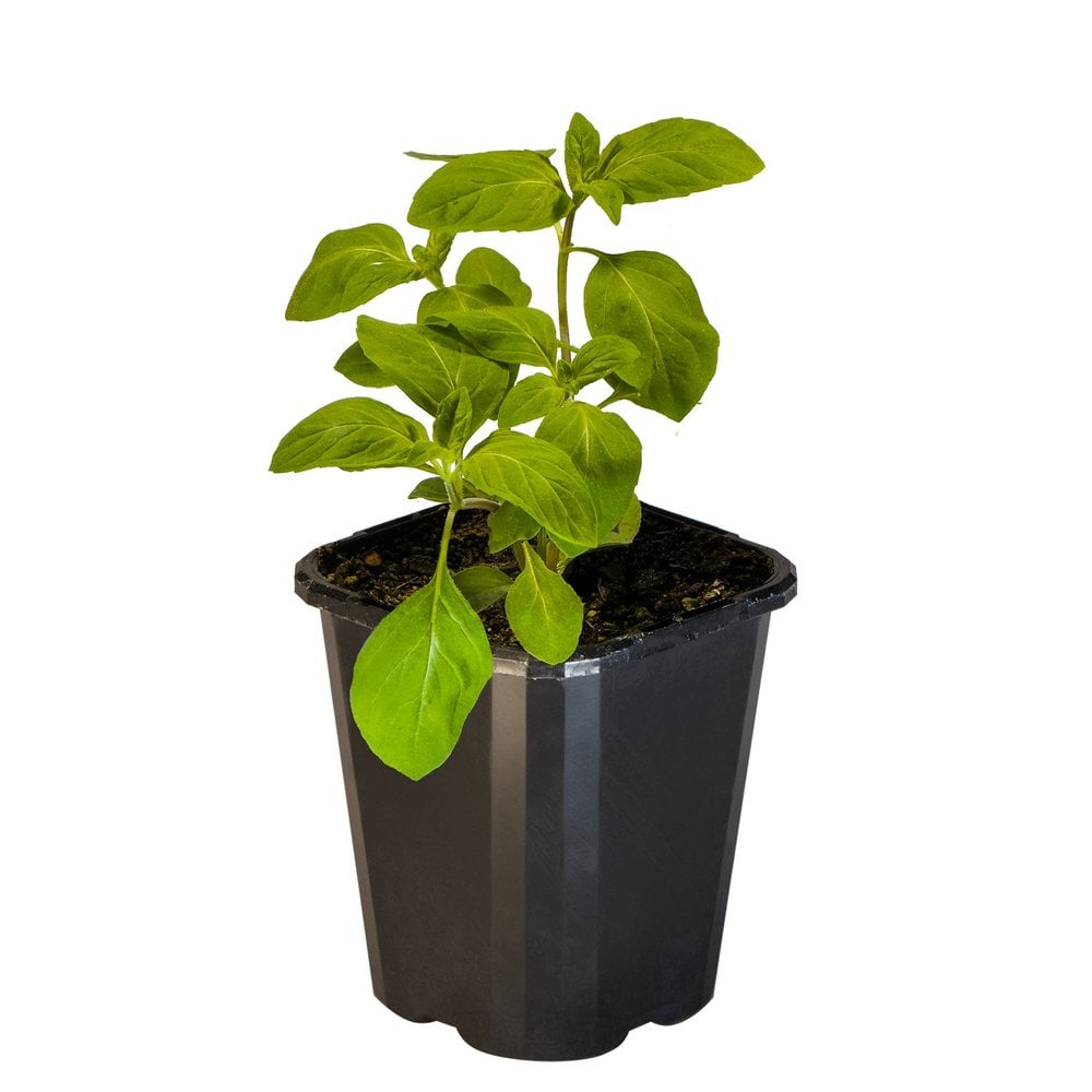 Mint Japanese Emperor