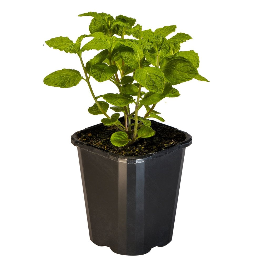 Mint Wild