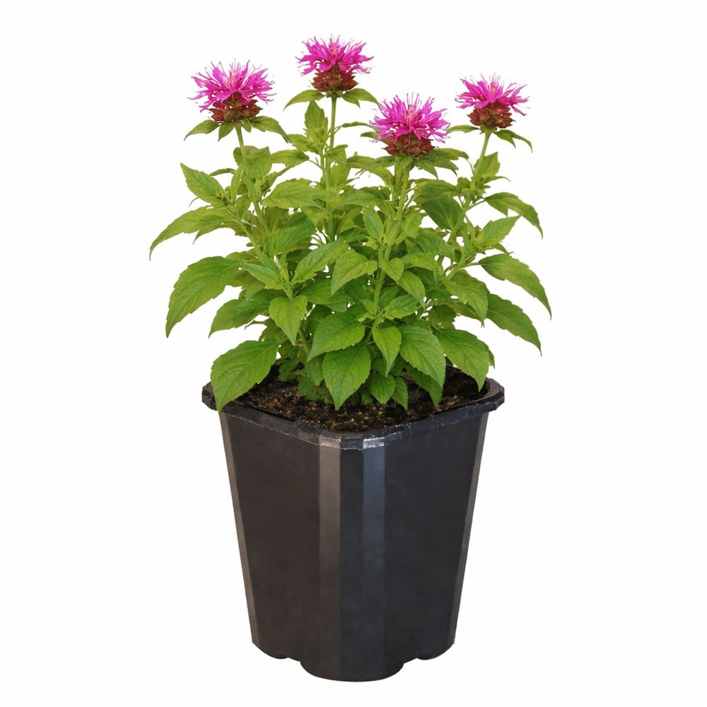 Monarda Panorama