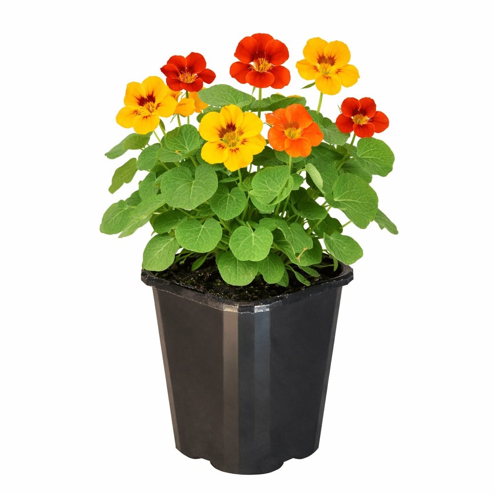 Nasturtium - Whirlybird Mix